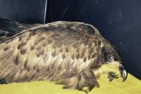 Adler mit Zinkvergiftung